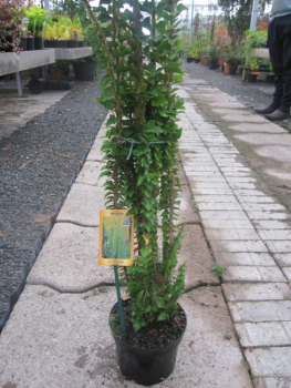 Preview: Hedera helix Erecta 4
